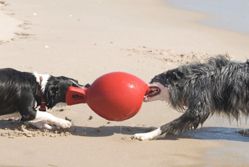 Jolly Ball Spielball für Pferde und Hunde, 15 cm Durchmesser Willko