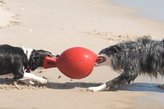 Jolly Ball Spielball für Hunde rot