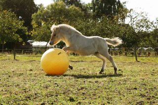 MAXIMUS Power Play Ball 65 cm