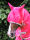 Bucas Freedom Fly Mask - Paradise Pink - Fliegenmaske M